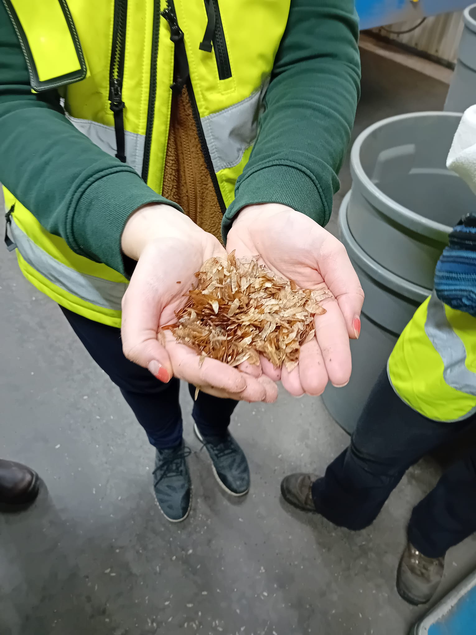 Pine seeds with wings still on.